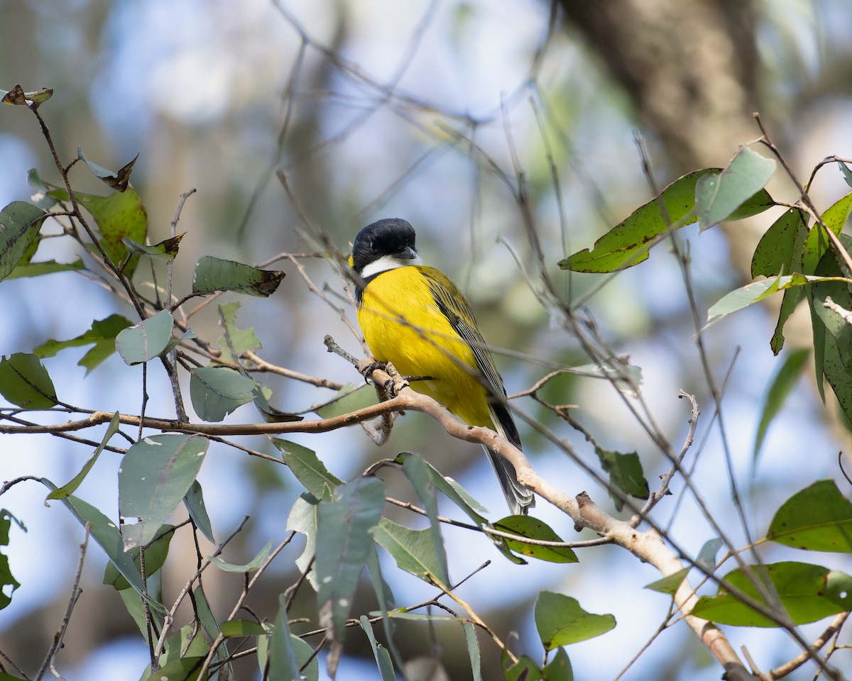 Golden Whistler - ML462621111