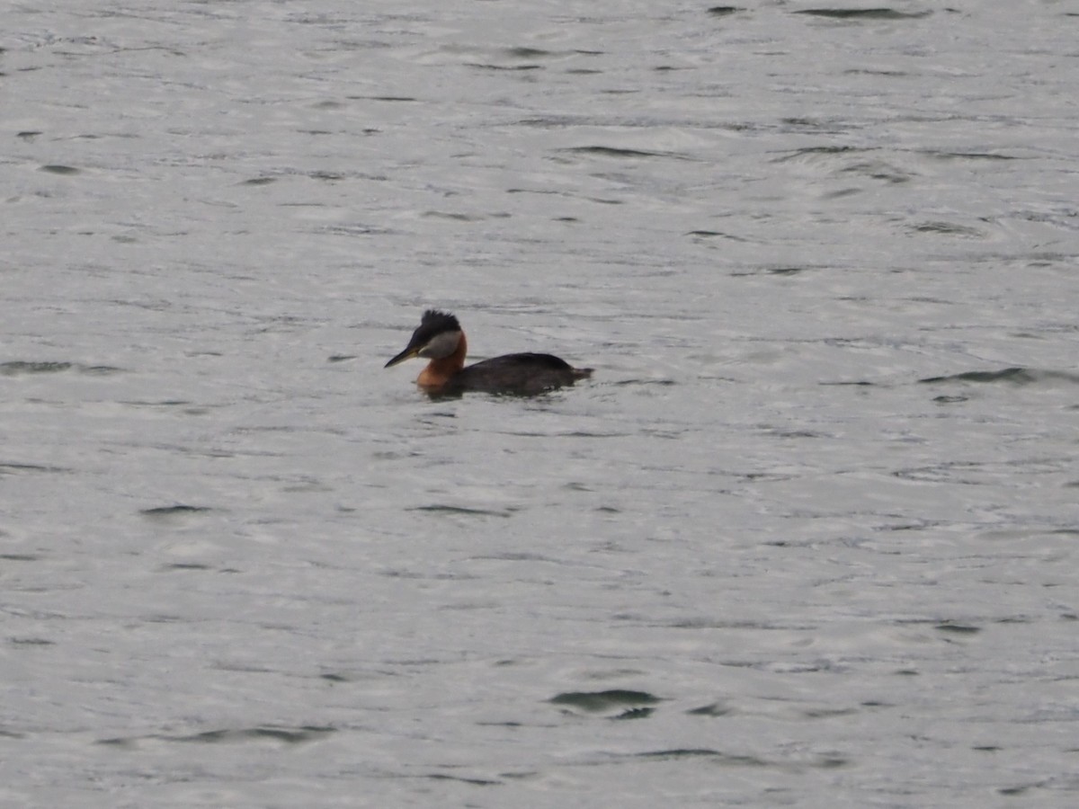 Red-necked Grebe - ML462621321