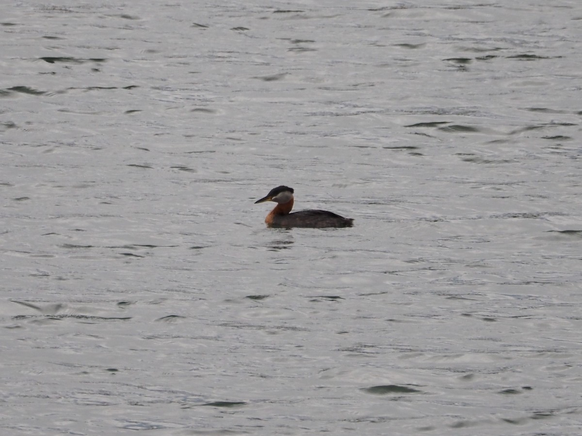 Red-necked Grebe - ML462621331