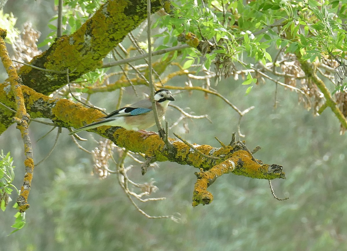 Eurasian Jay (Black-crowned) - ML462622271