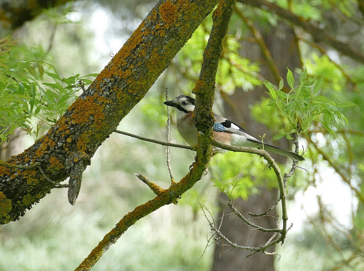 Eurasian Jay (Black-crowned) - Jens Thalund