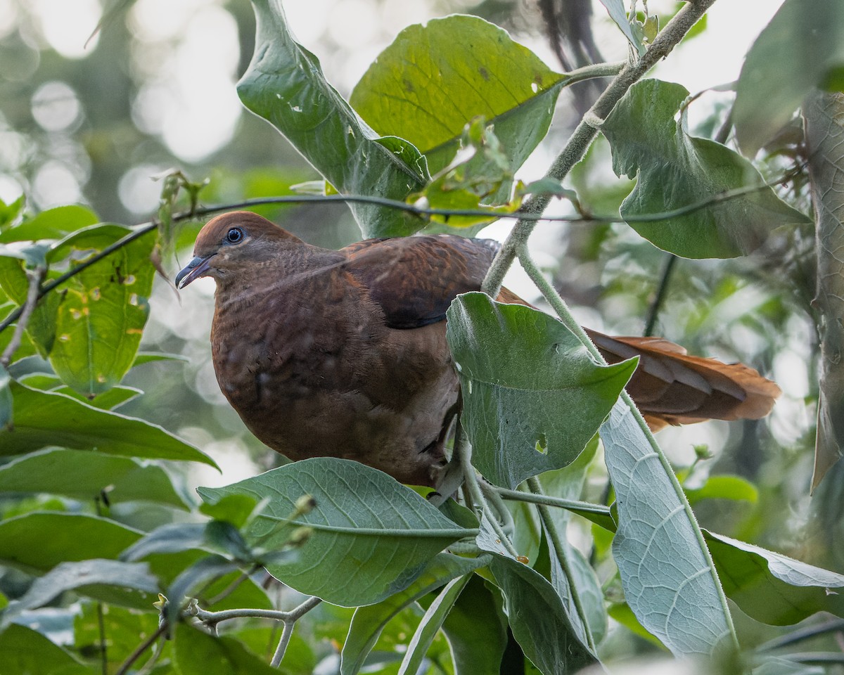 Brown Cuckoo-Dove - ML462622621