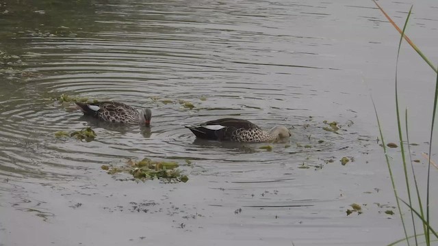 Canard à bec tacheté - ML462622631