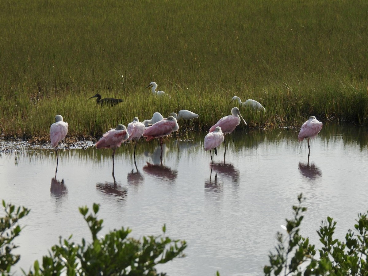 Roseate Spoonbill - ML462623321