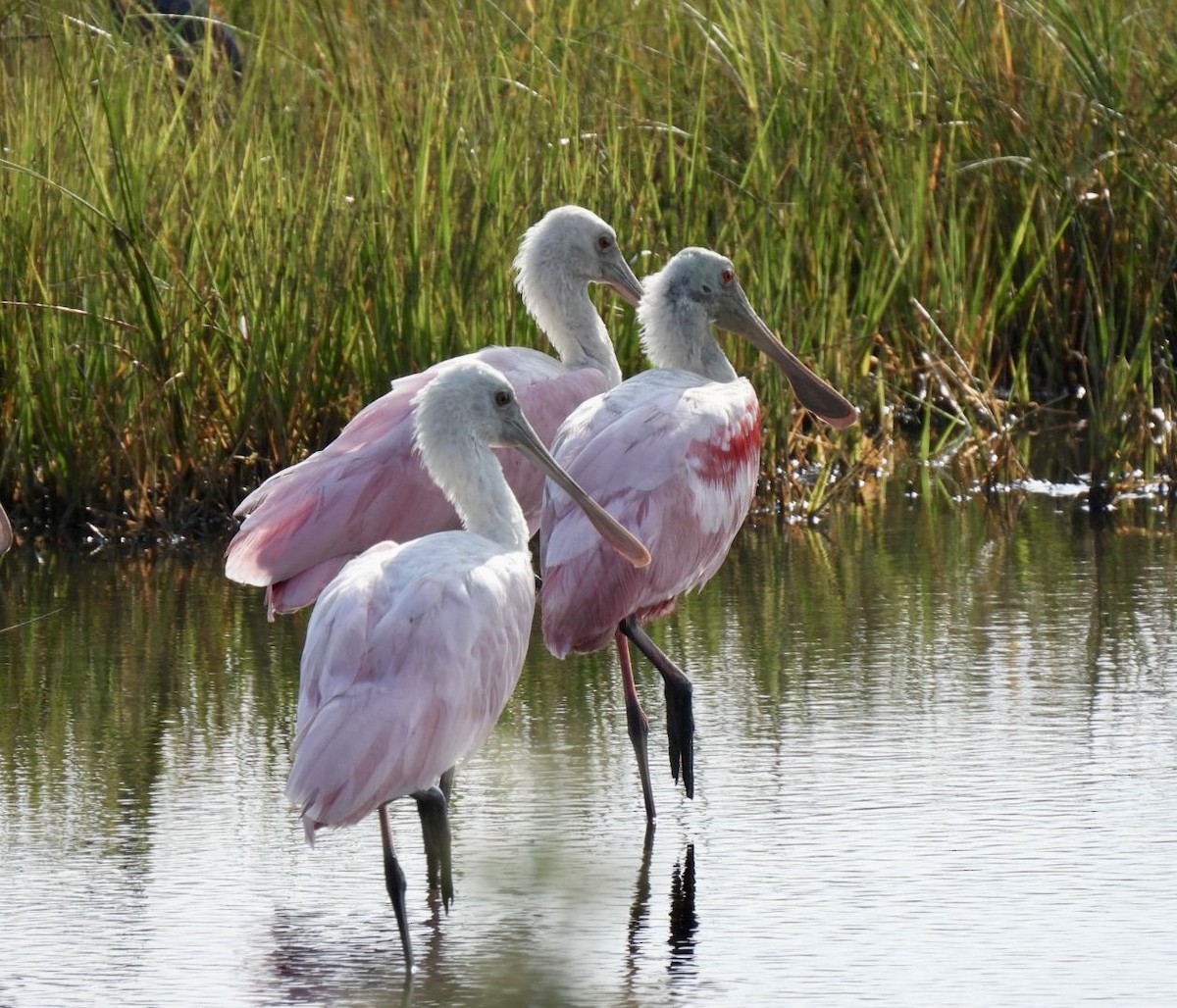 Roseate Spoonbill - ML462623331