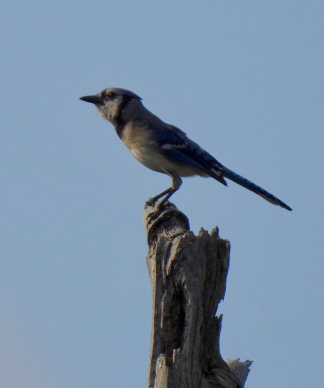 Chara Azul - ML462623341