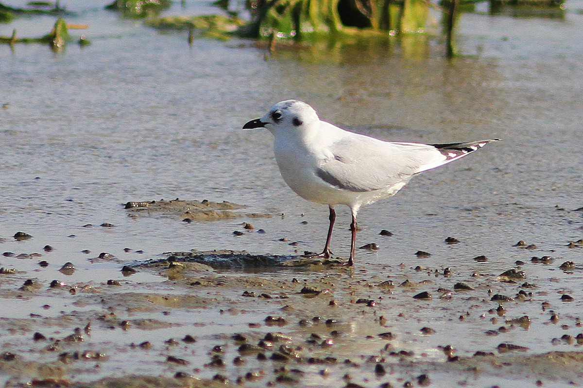 Saunders's Gull - ML462623541