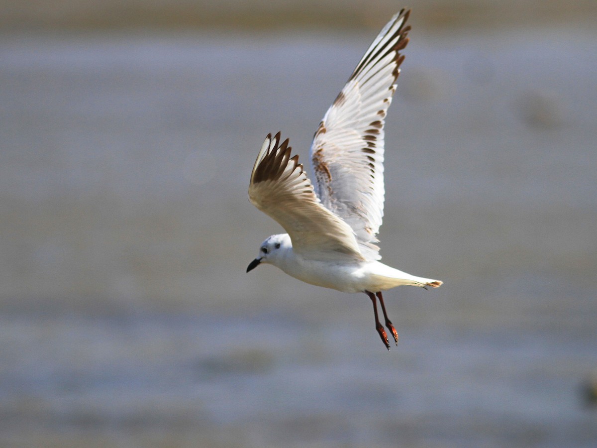 Saunders's Gull - ML462623561