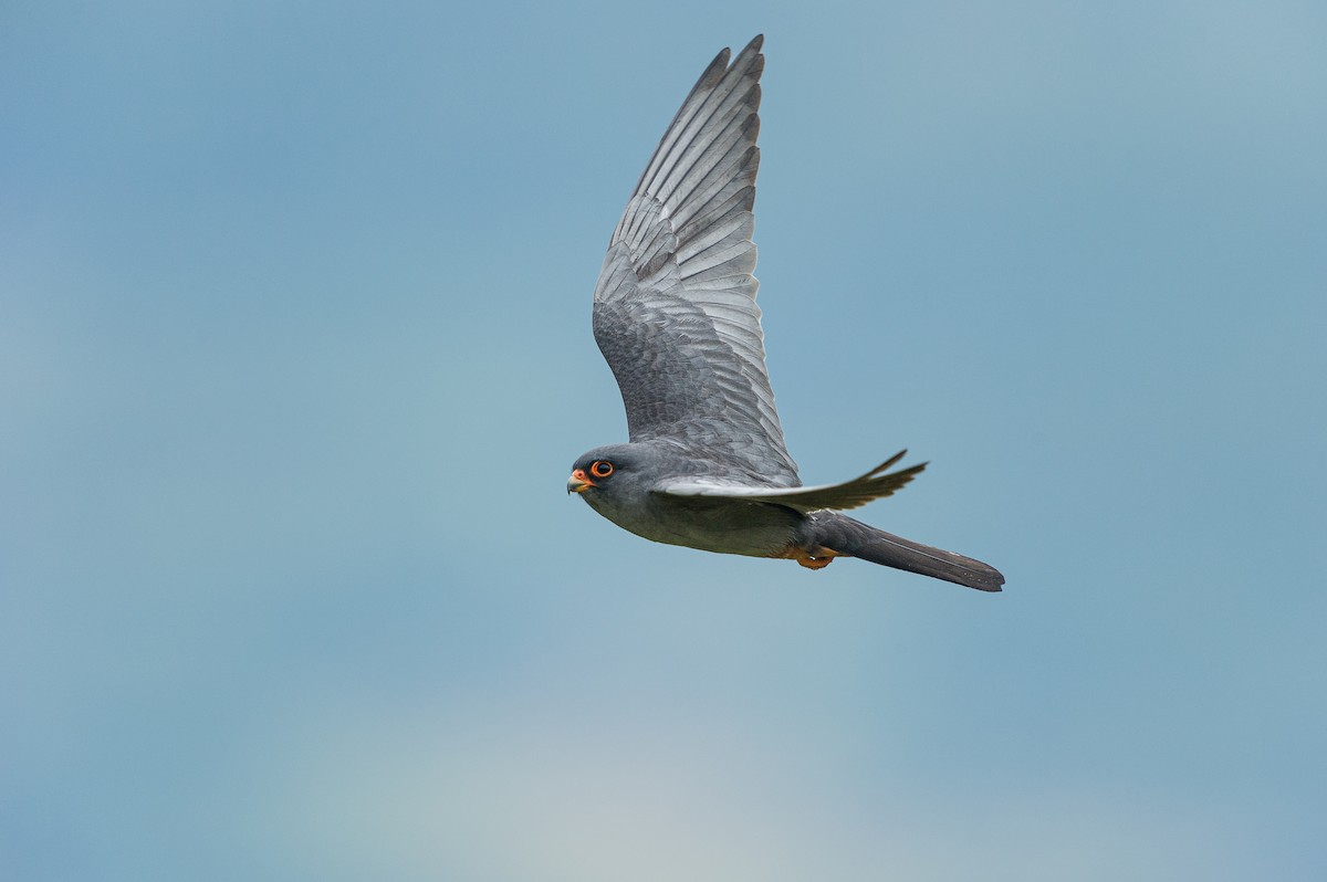 Red-footed Falcon - Jérémy Calvo