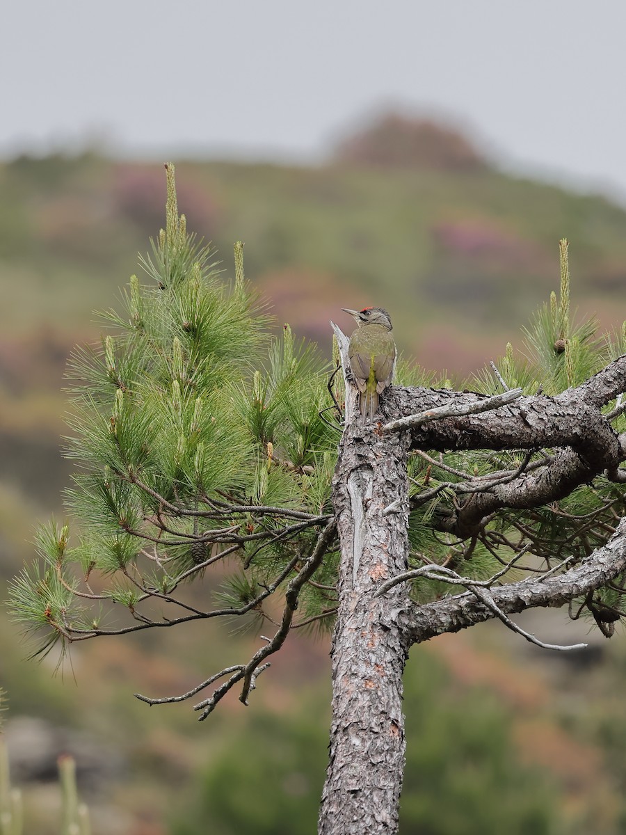 Gray-headed Woodpecker - ML462624971