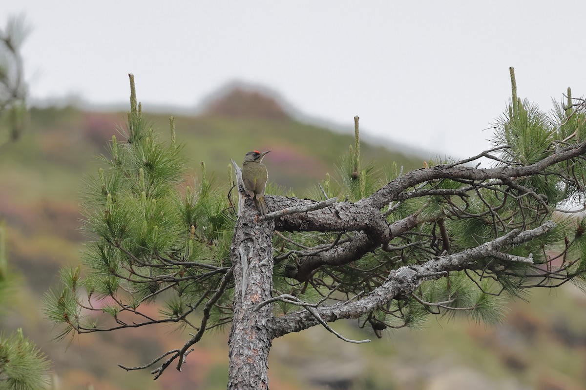 Gray-headed Woodpecker - ML462625011