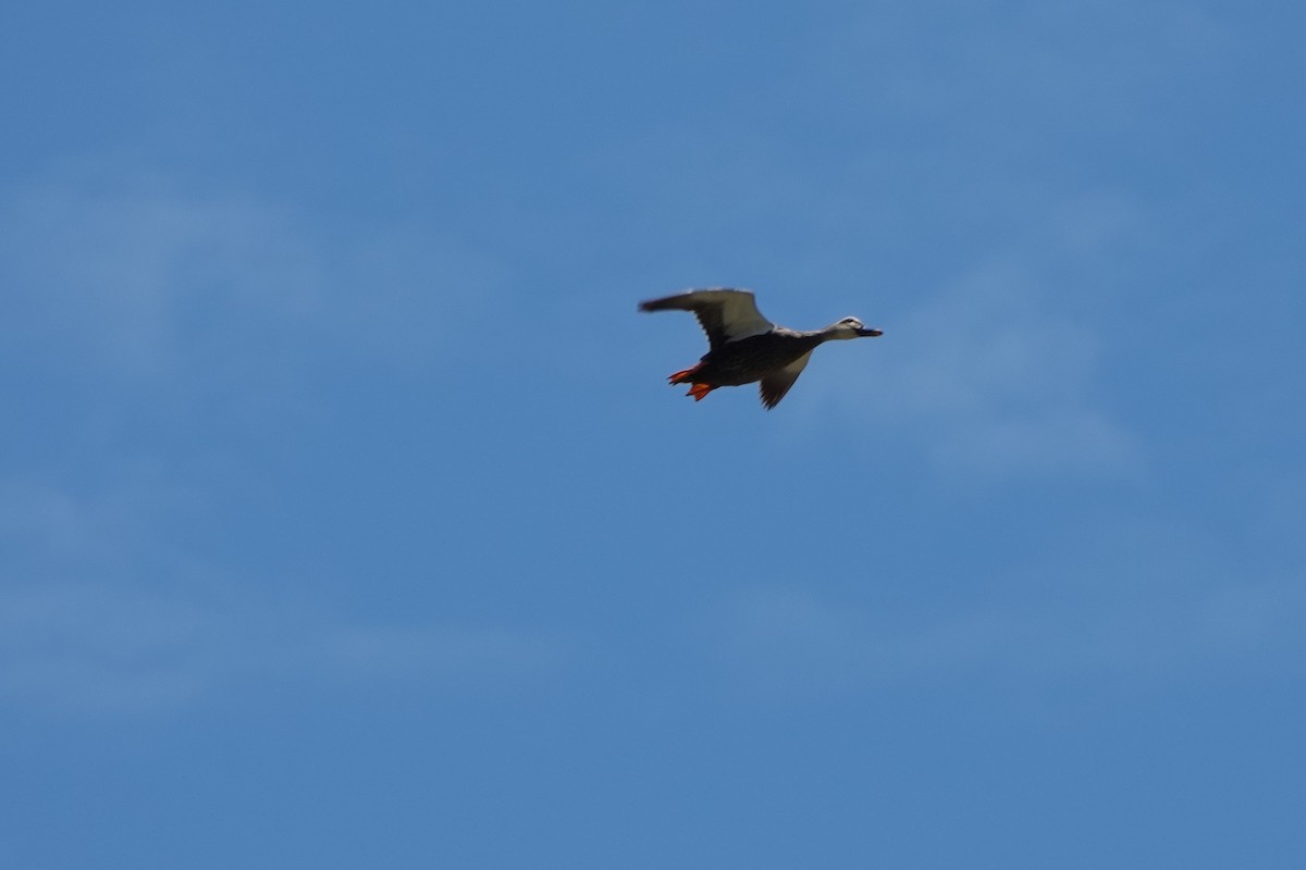 Eastern Spot-billed Duck - ML462625431