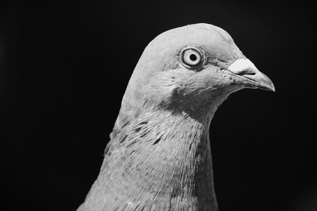 Rock Pigeon (Feral Pigeon) - ML462625651