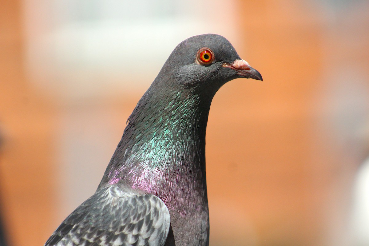 Rock Pigeon (Feral Pigeon) - ML462625661