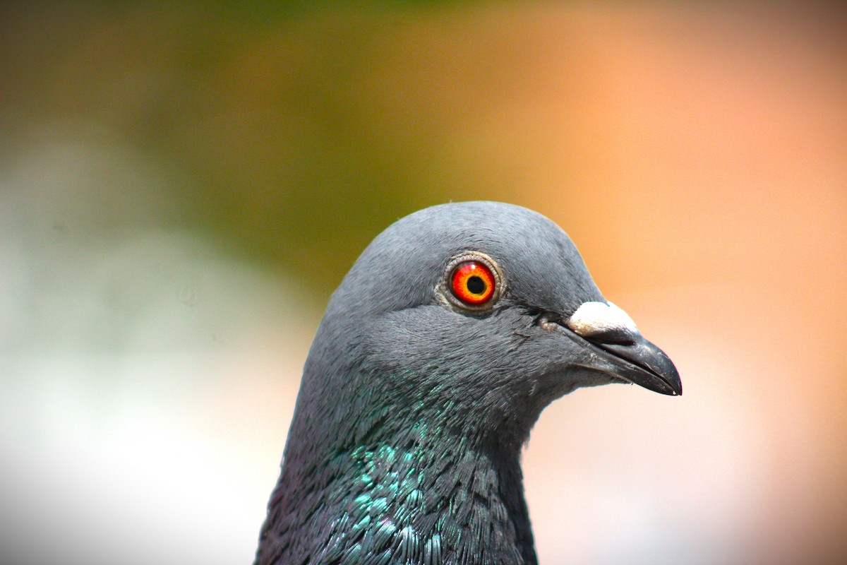 Rock Pigeon (Feral Pigeon) - ML462625671