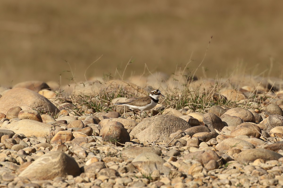 Little Ringed Plover - ML462626451