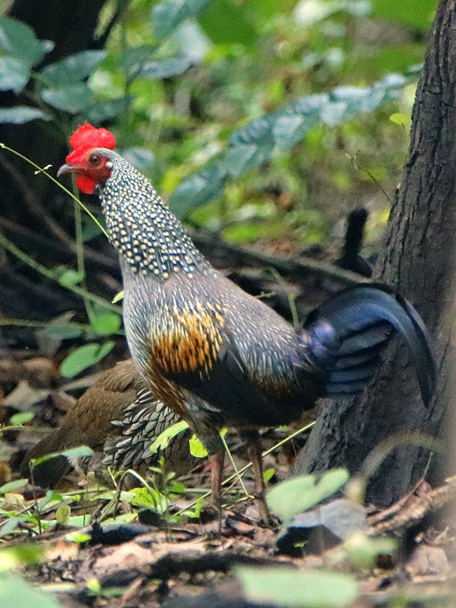 Gray Junglefowl - ML462628101