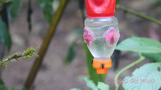 Белобородый колибри-отшельник - ML462628141
