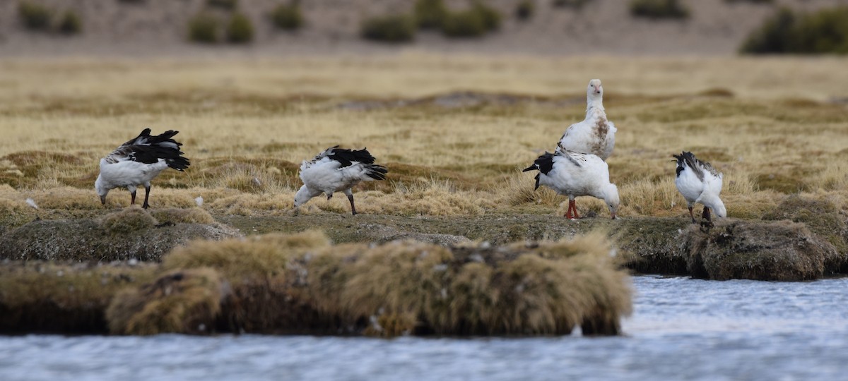 Andean Goose - ML462628271