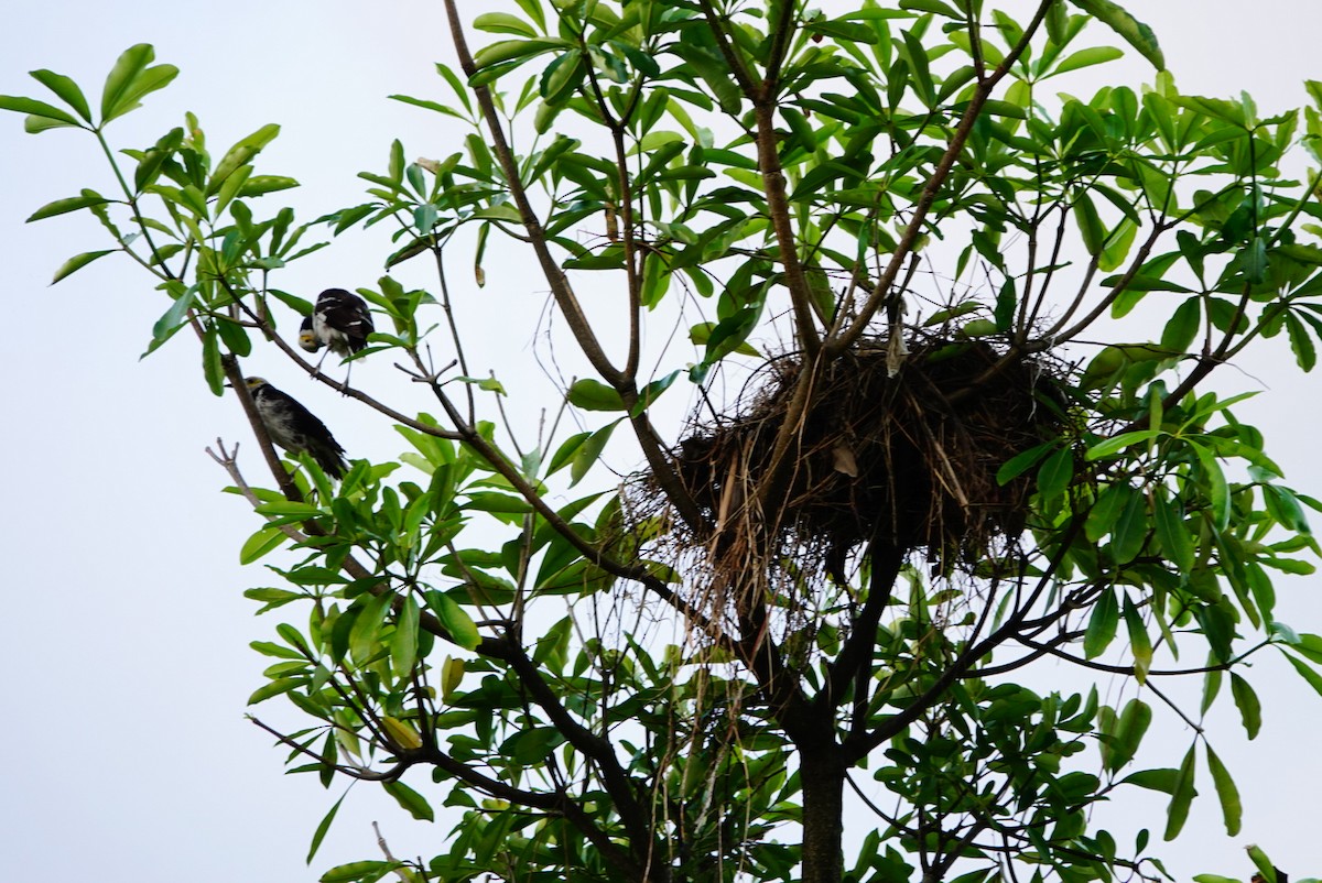 Black-collared Starling - ML462629161