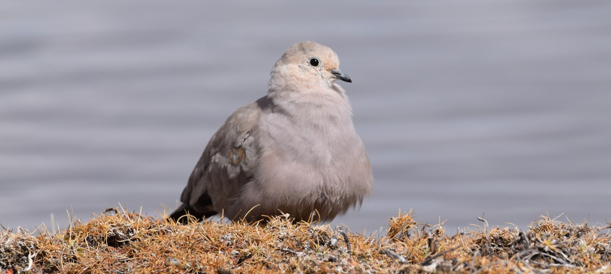 Golden-spotted Ground Dove - ML462629261