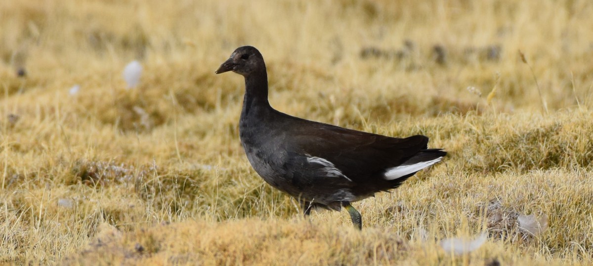 Gallineta Americana (group galeata) - ML462629441