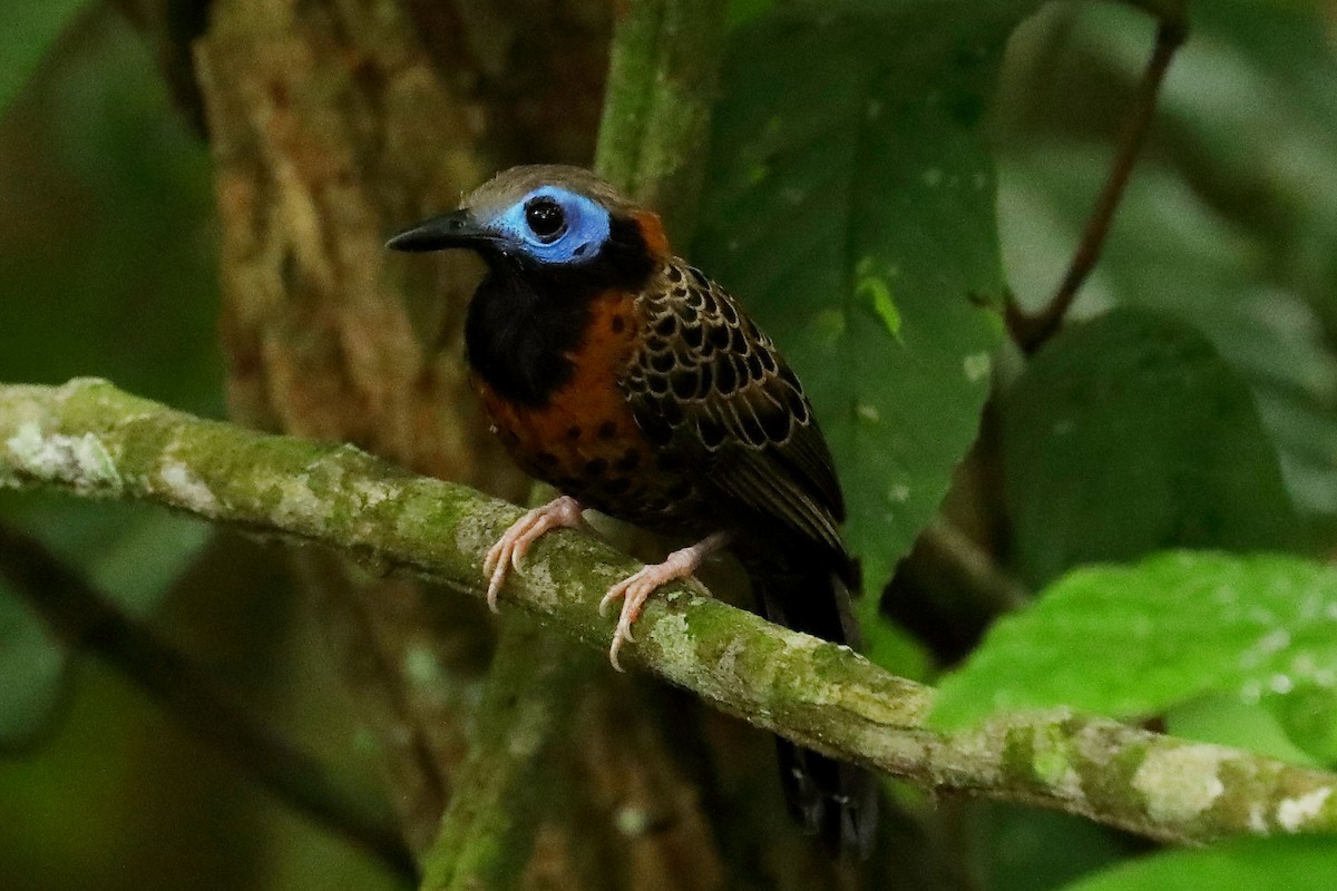 Ocellated Antbird - Peter Kyne