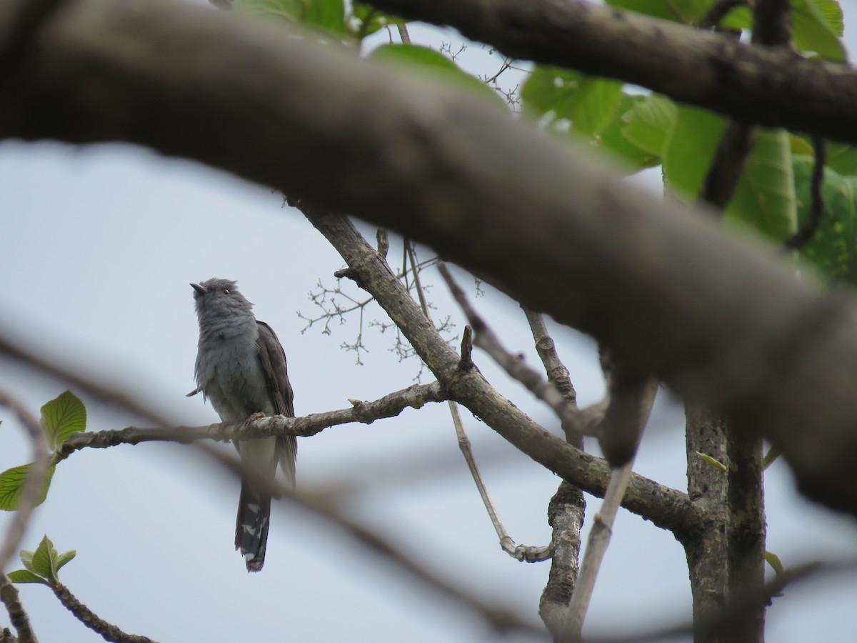 Gray-bellied Cuckoo - ML462631481