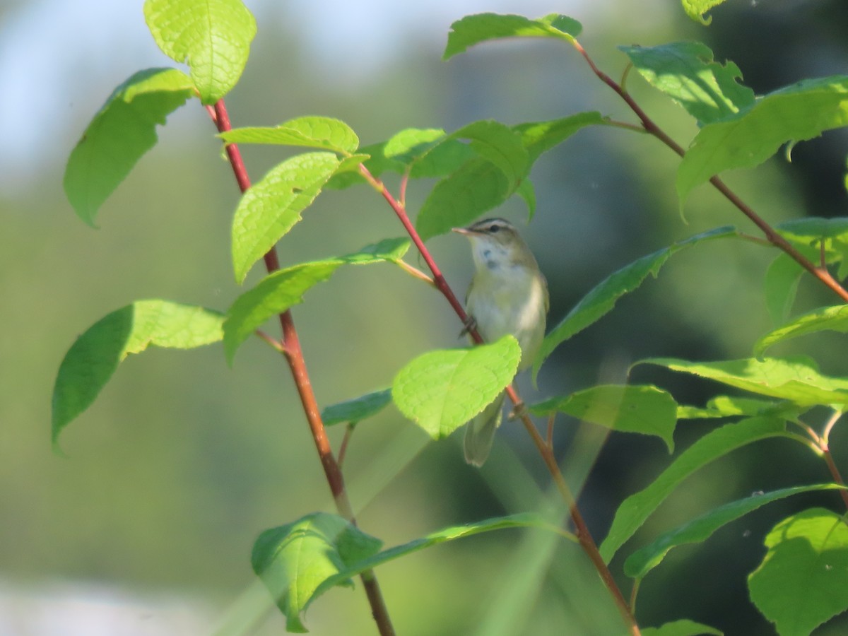 Sedge Warbler - ML462634261