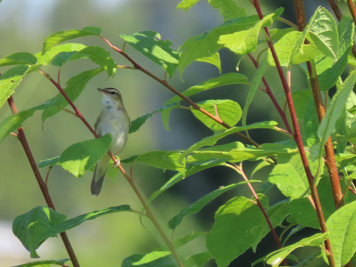 Sedge Warbler - ML462634271