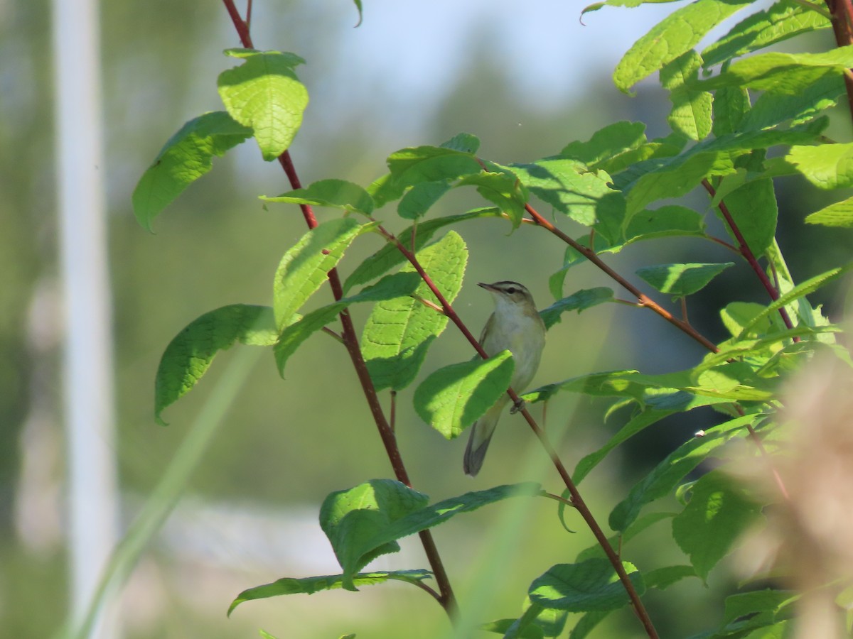 Sedge Warbler - ML462634281