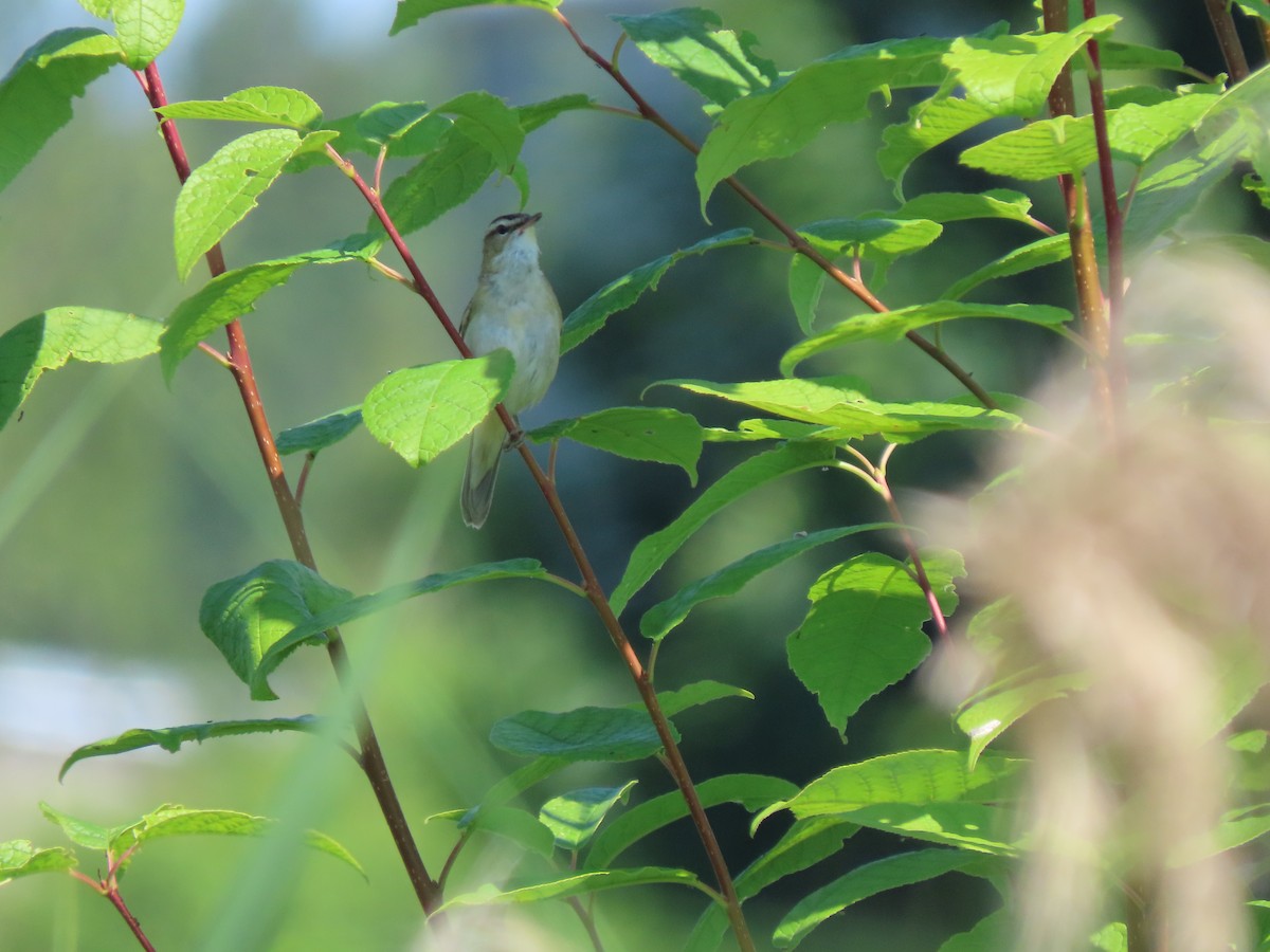 Sedge Warbler - ML462634291