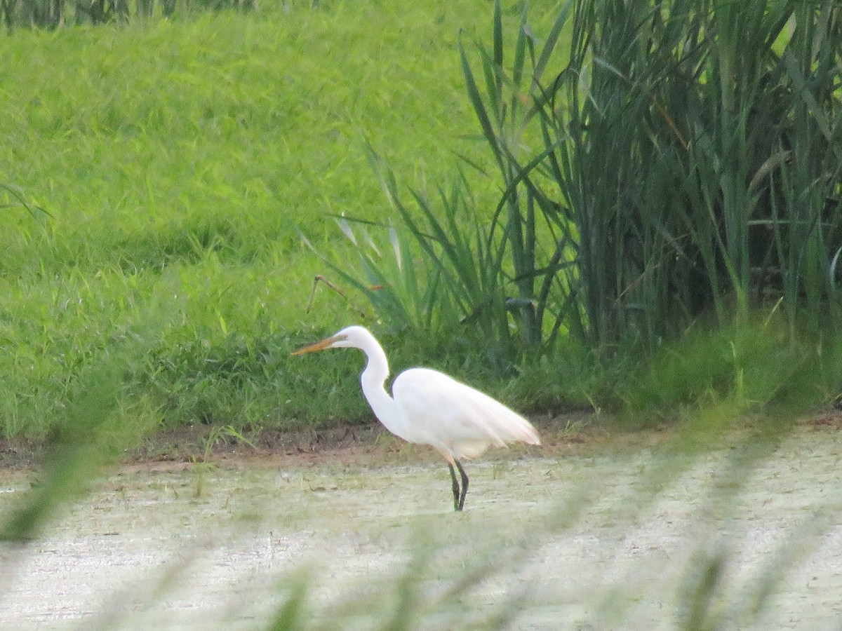 Great Egret - Anne Moretti