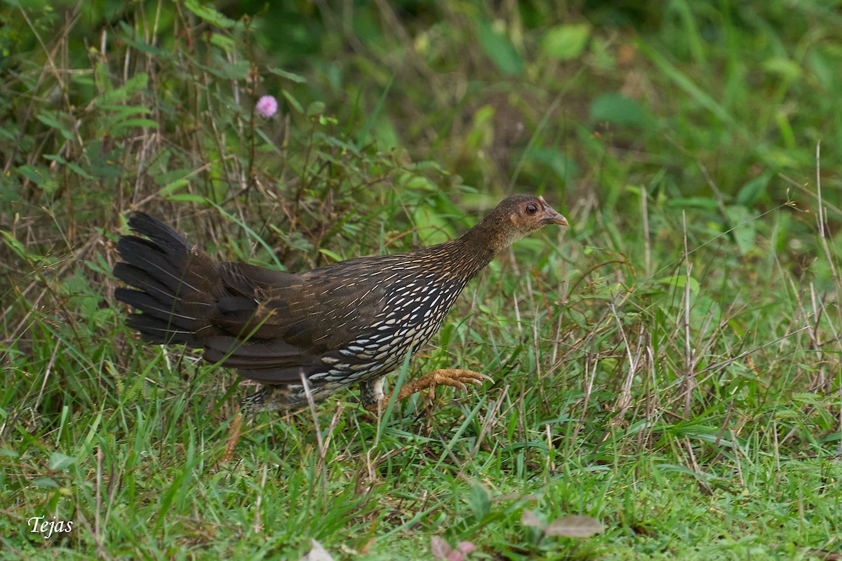 Coq de Sonnerat - ML462634651