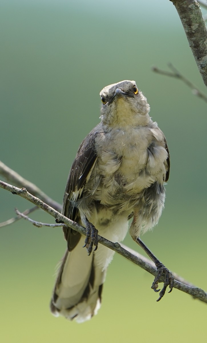 Northern Mockingbird - ML462635141