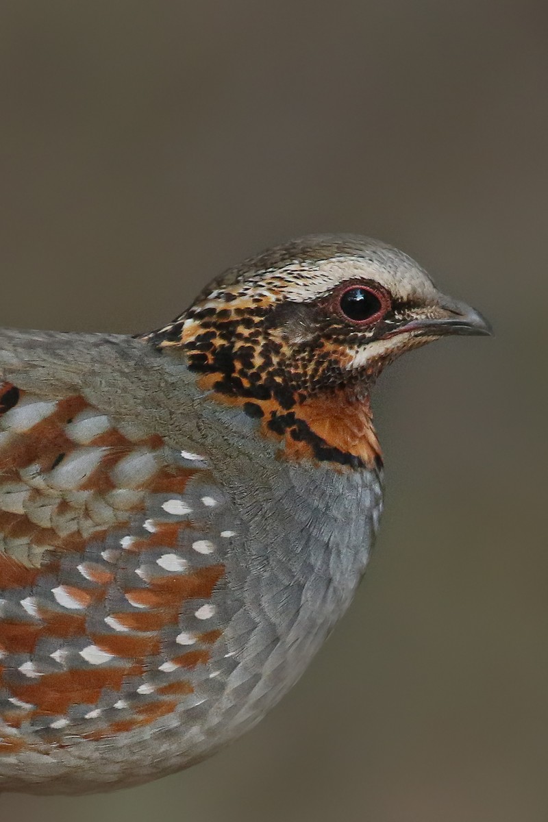 Rufous-throated Partridge - Frank Thierfelder