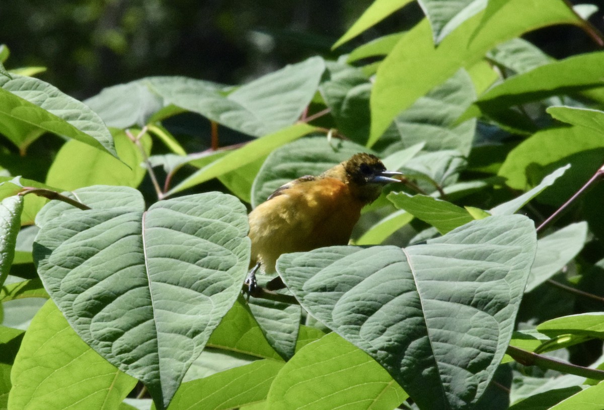 Orchard Oriole - ML462636851