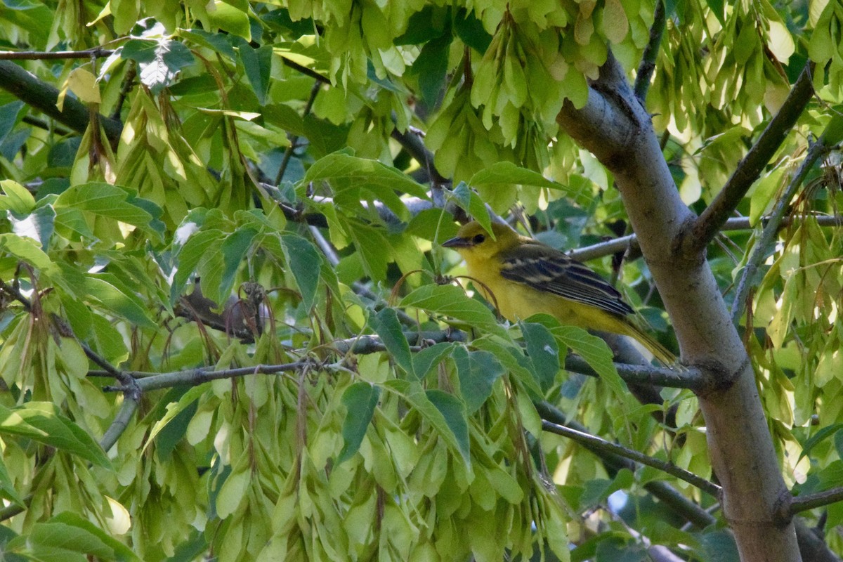 Orchard Oriole - ML462637001