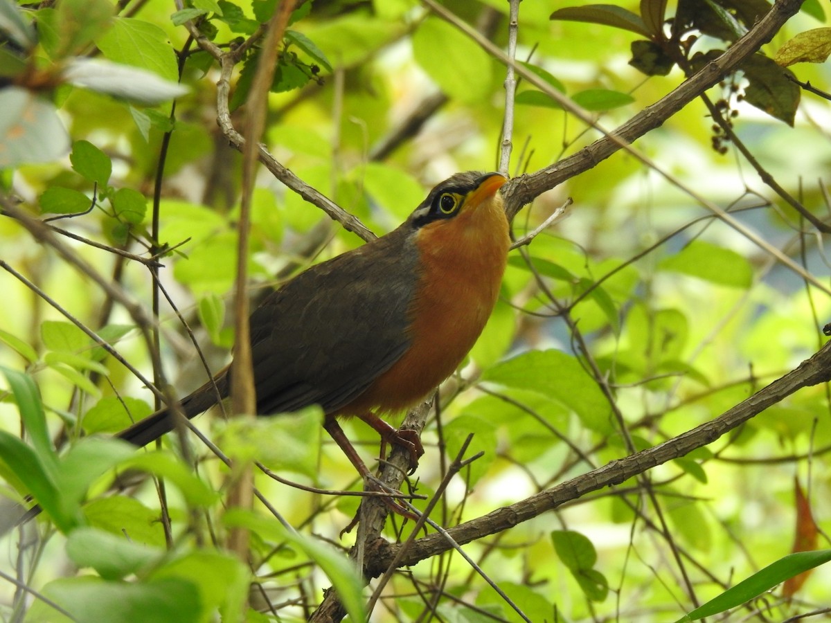 Lesser Ground-Cuckoo - Santiago Mora Abarca