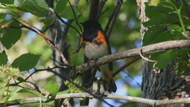 American Redstart - ML462638471