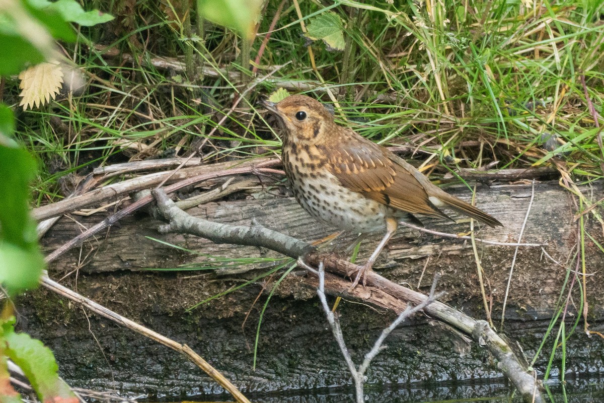 Song Thrush - ML462638621