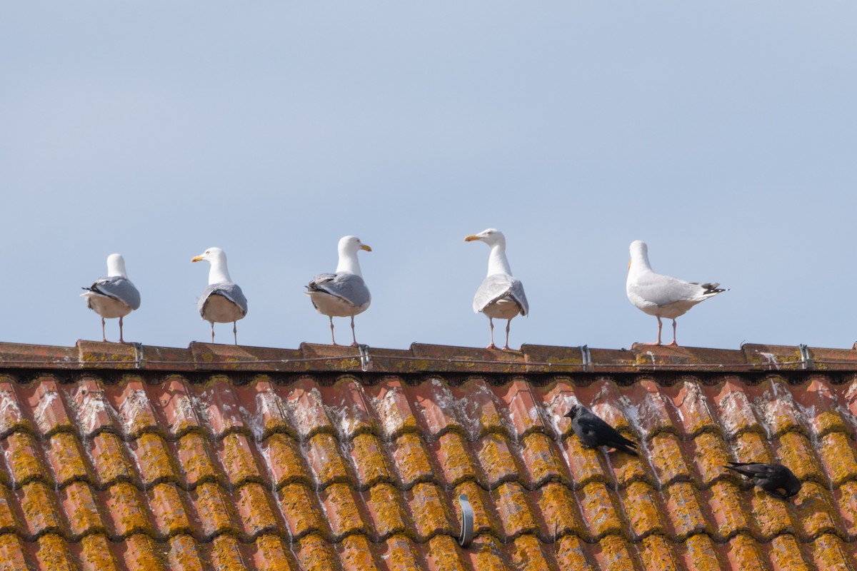 Herring Gull - ML462638661