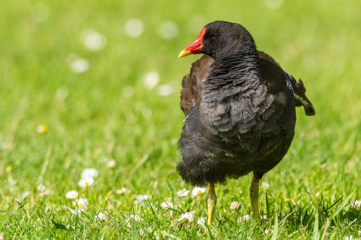 Eurasian Moorhen - ML462638721