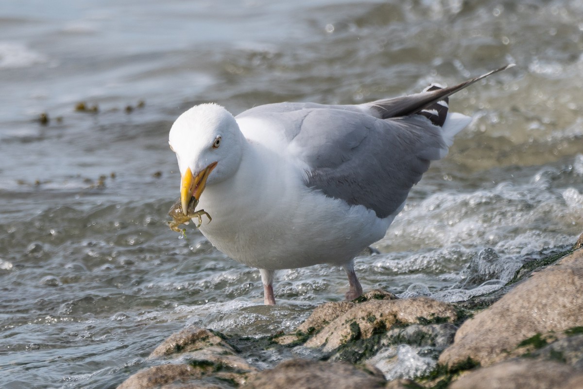 Herring Gull - ML462638911