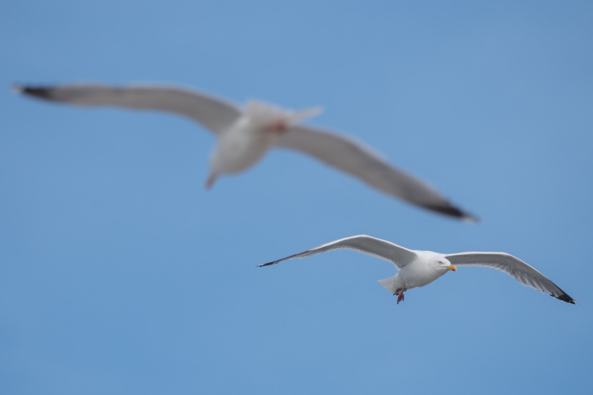 Herring Gull - ML462638921