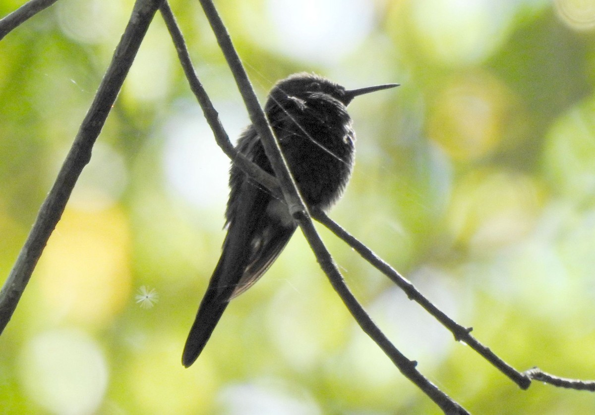 Violet-capped Woodnymph - Klaus Lachenmaier