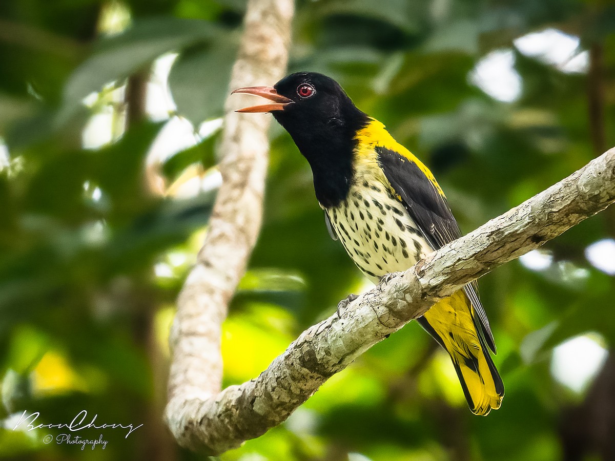 Dark-throated Oriole - Boon Chong Chen