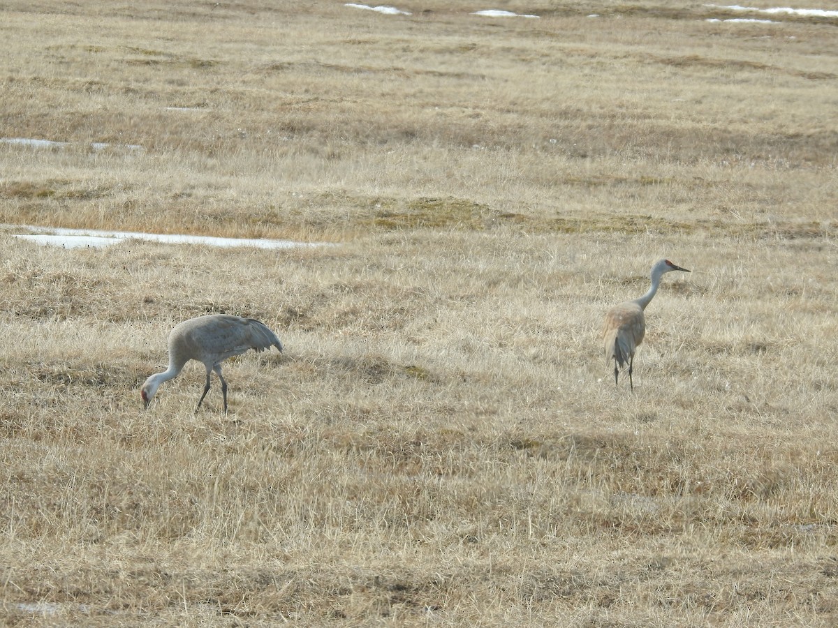 Sandhill Crane - Kurt Schwarz