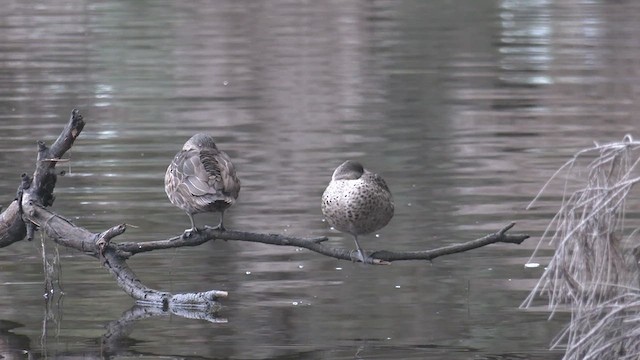 ハイイロコガモ - ML462640911