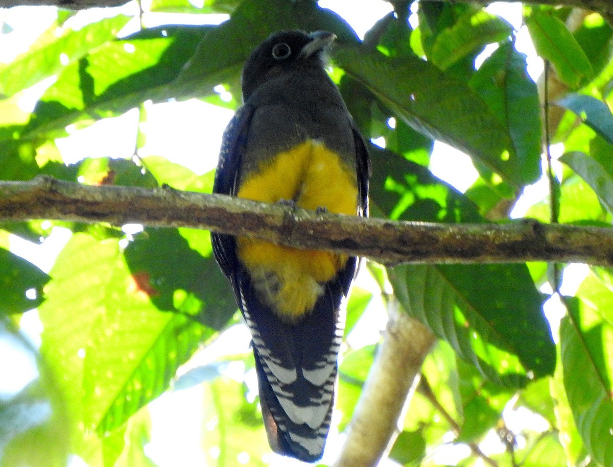 Green-backed Trogon - ML462641101